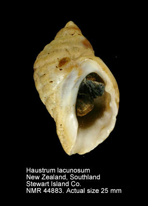 Haustrum lacunosum.jpg - Haustrum lacunosum(Bruguière,1789)